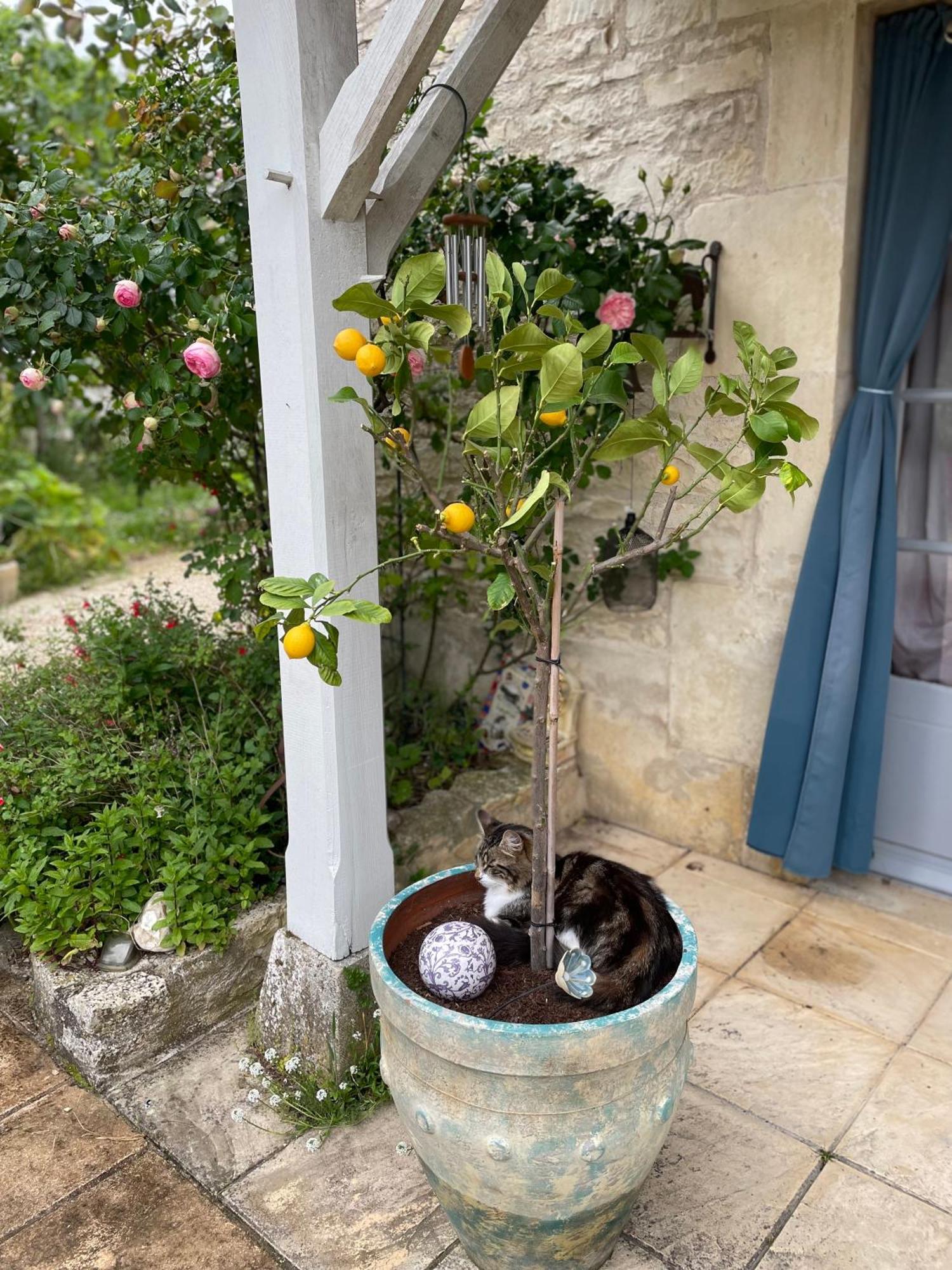 Appartement Sous L Olivier Tusson